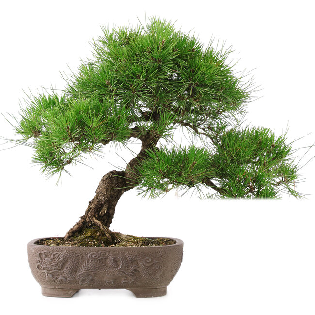 Pinus Thunbergii, 47 cm, ± 20 jaar oud