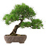 Pinus Thunbergii, 47 cm, ± 20 years old