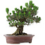 Pinus Thunbergii Kotobuki, 46 cm, ± 25 years old