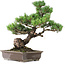 Pinus parviflora, 49 cm, ± 25 anni