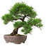 Pinus Thunbergii, 47 cm, ± 20 anni