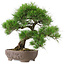 Pinus Thunbergii, 47 cm, ± 20 años