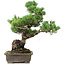 Pinus parviflora, 49 cm, ± 25 jaar oud