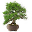 Pinus Thunbergii, 47 cm, ± 20 anni