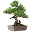 Pinus parviflora, 49 cm, ± 25 years old