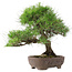 Pinus Thunbergii, 47 cm, ± 20 jaar oud