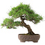 Pinus Thunbergii, 47 cm, ± 20 anni