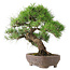 Pinus Thunbergii, 47 cm, ± 20 jaar oud