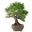 Pinus Thunbergii, 47 cm, ± 20 jaar oud