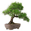 Pinus Thunbergii, 47 cm, ± 20 jaar oud