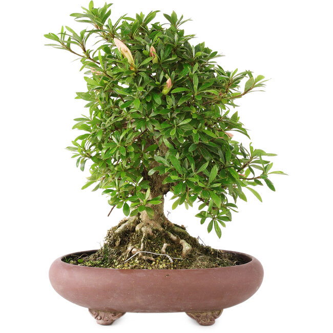 Rhododendron indicum Kozan, 28,5 cm, ± 12 anni