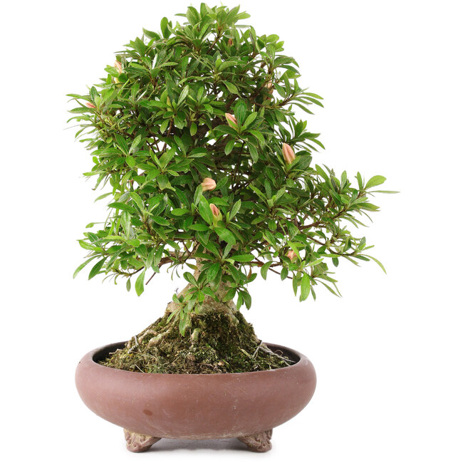 Rhododendron indicum, 28,5 cm, ± 12 Jahre alt Bonsai Plaza