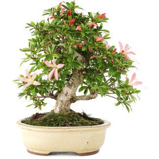 Rododendro indicum Sachi-no-Kirameki, 24 cm, ± 12 años