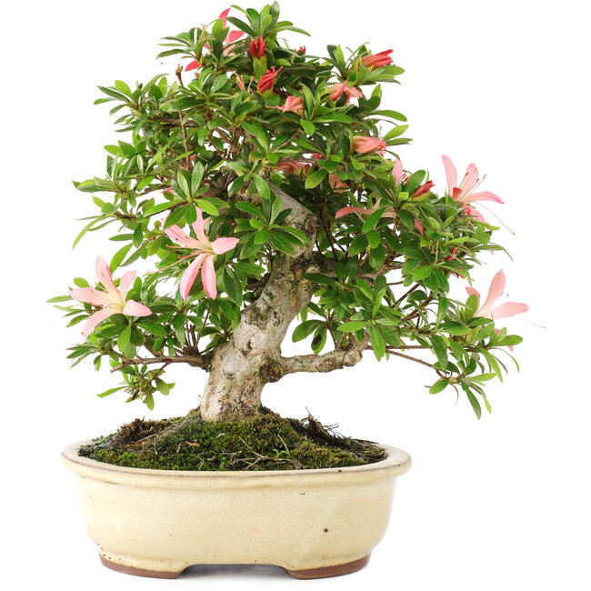 Rhododendron indicum Sachi-no-Kirameki, 24 cm, ± 12 jaar oud