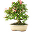 Rhododendron indicum Sachi-no-Kirameki, 24 cm, ± 12 jaar oud