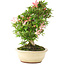 Rhododendron indicum Sachi-no-Kirameki, 24 cm, ± 12 jaar oud