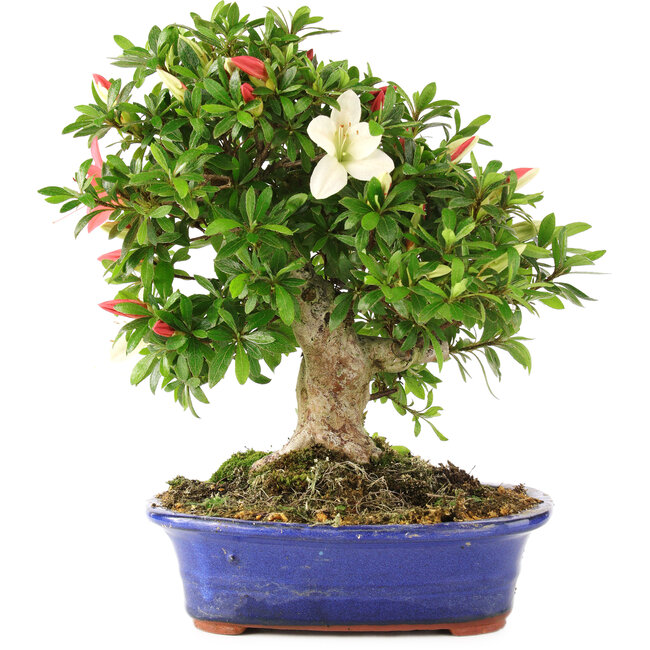 Rhododendron indicum Tensho, 23,5 cm, ± 12 years old
