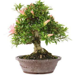 Rhododendron indicum Tensho, 21,5 cm, ± 12 anni