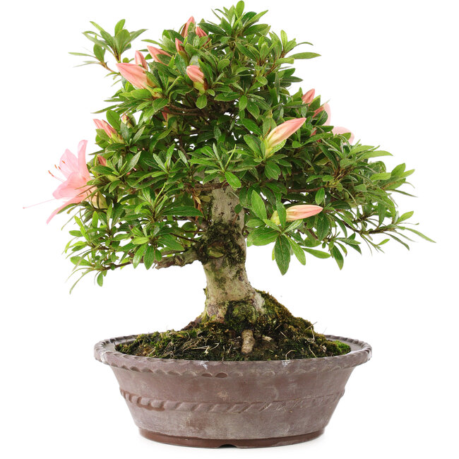 Rhododendron indicum Tensho, 21,5 cm, ± 12 Jahre alt