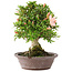 Rhododendron indicum Tensho, 21,5 cm, ± 12 anni