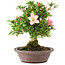 Rhododendron indicum Tensho, 21,5 cm, ± 12 ans