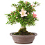 Rhododendron indicum Tensho, 21,5 cm, ± 12 years old