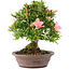 Rhododendron indicum Tensho, 21,5 cm, ± 12 years old