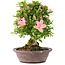 Rhododendron indicum Tensho, 21,5 cm, ± 12 jaar oud