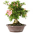 Rhododendron indicum Tensho, 21,5 cm, ± 12 jaar oud