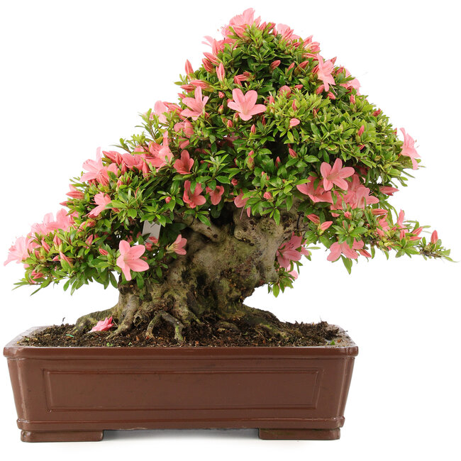 Rhododendron indicum Nikko, 42 cm, ± 12 years old