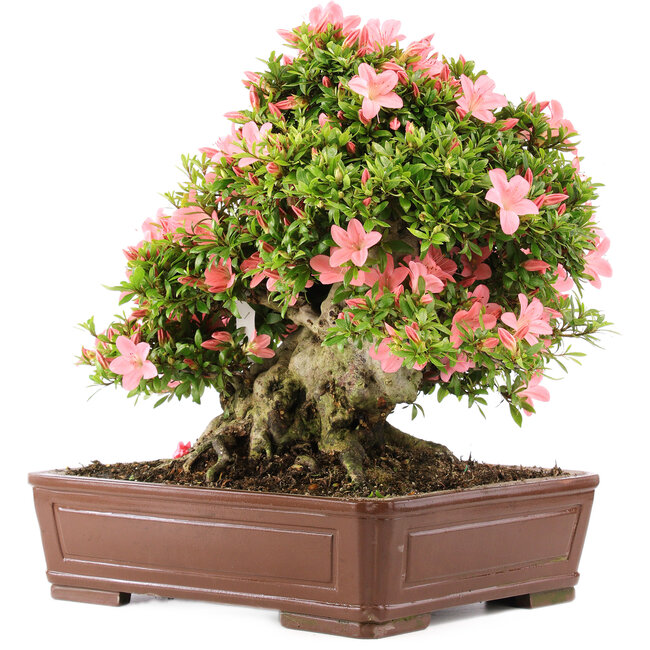 Rhododendron indicum Nikko, 42 cm, ± 12 anni