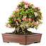 Rhododendron indicum Nikko, 42 cm, ± 12 jaar oud