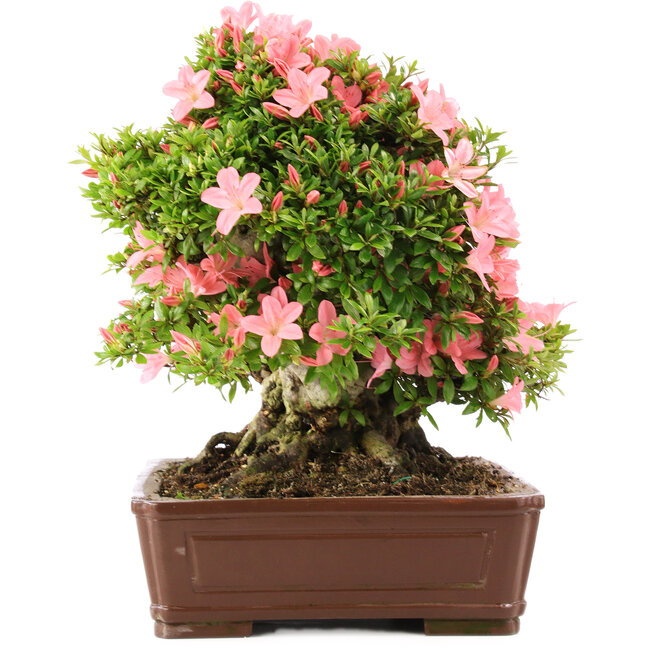 Rhododendron indicum Nikko, 42 cm, ± 12 years old