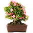 Rhododendron indicum Nikko, 42 cm, ± 12 jaar oud