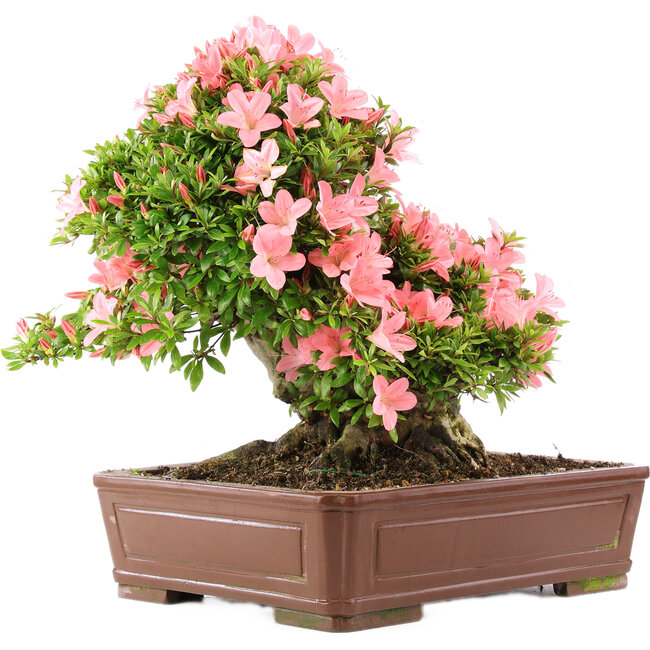 Rhododendron indicum Nikko, 42 cm, ± 12 Jahre alt