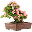 Rhododendron indicum Nikko, 42 cm, ± 12 jaar oud