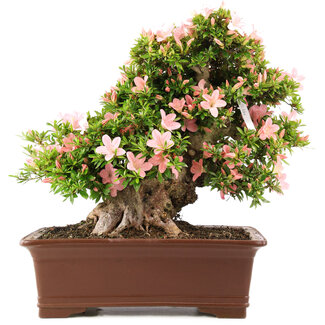 Rhododendron indicum Nikko, 47 cm, ± 20 jaar oud