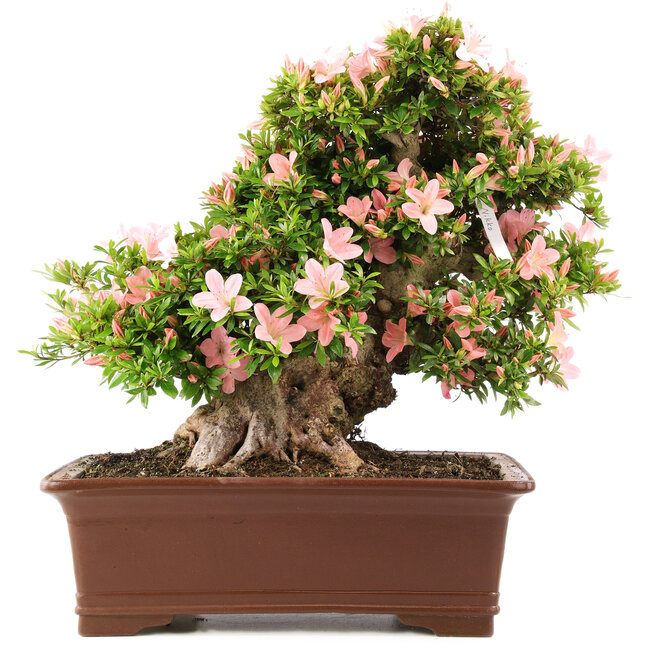 Rhododendron indicum Nikko, 47 cm, ± 20 jaar oud, in pot met klein chipje van één van de poten