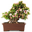 Rhododendron indicum Nikko, 47 cm, ± 20 years old, in a pot with a small chip of one of the feet