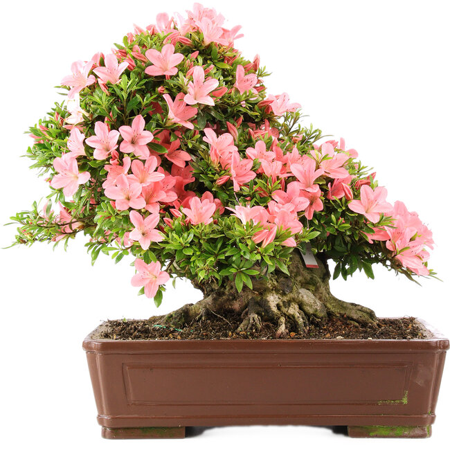 Rododendro indicum Nikko, 42 cm, ± 12 años