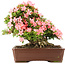 Rhododendron indicum Nikko, 42 cm, ± 12 jaar oud