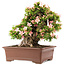 Rhododendron indicum Nikko, 47 cm, ± 20 years old, in a pot with a small chip of one of the feet