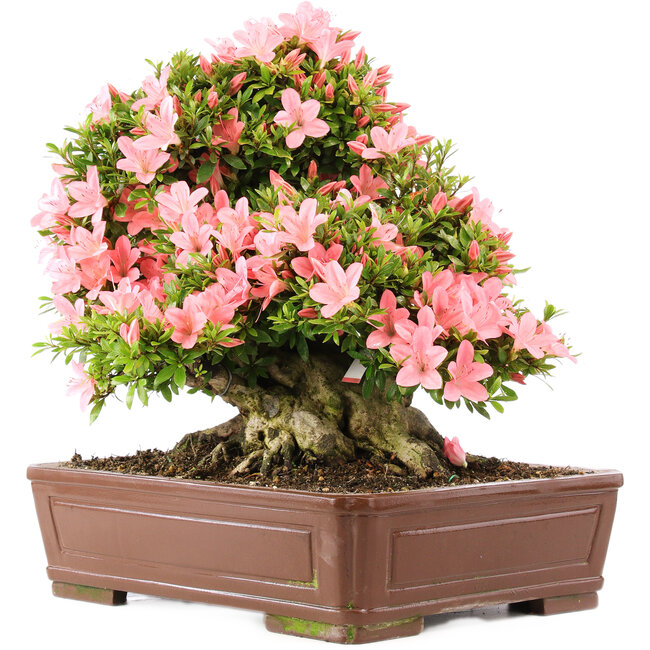 Rhododendron indicum Nikko, 42 cm, ± 12 anni