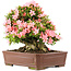 Rhododendron indicum Nikko, 42 cm, ± 12 anni