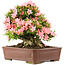 Rhododendron indicum Nikko, 42 cm, ± 12 ans