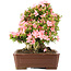 Rhododendron indicum Nikko, 42 cm, ± 12 jaar oud