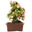 Rhododendron indicum Nikko, 47 cm, ± 20 years old, in a pot with a small chip of one of the feet