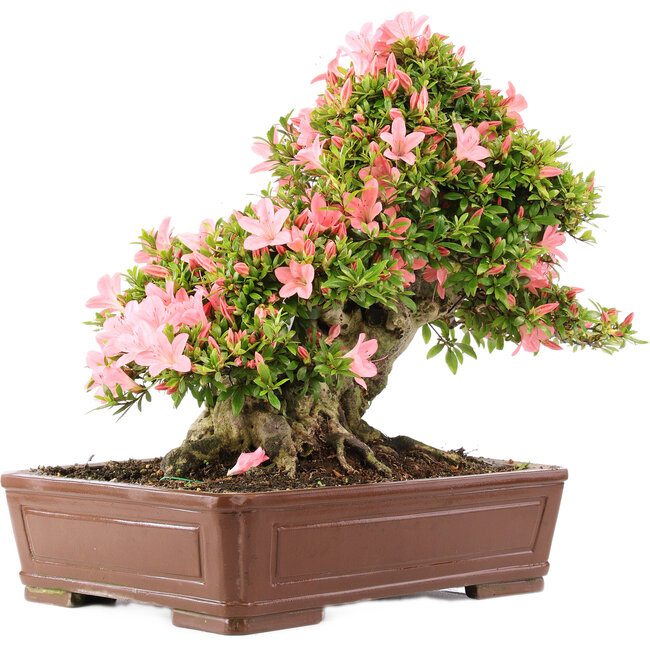 Rhododendron indicum Nikko, 42 cm, ± 12 years old