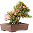 Rhododendron indicum Nikko, 42 cm, ± 12 jaar oud