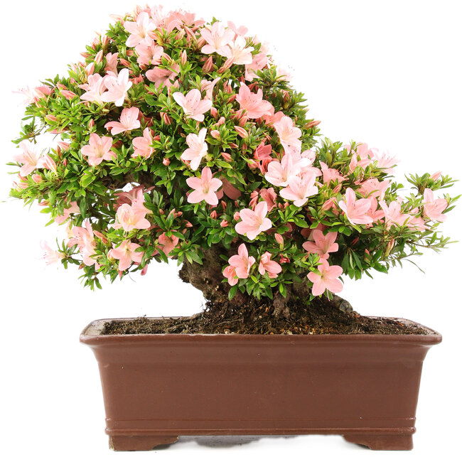 Rhododendron indicum Nikko, 47 cm, ± 20 jaar oud, in pot met klein chipje van één van de poten
